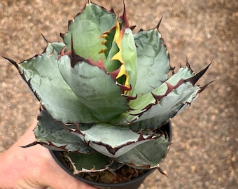 Agave Oteroi/titanota Seedling. Seed From Oaxaca, MX (EXACT Agave Oteroi/titanota Seedling. Seed From Oaxaca, MX (EXACT