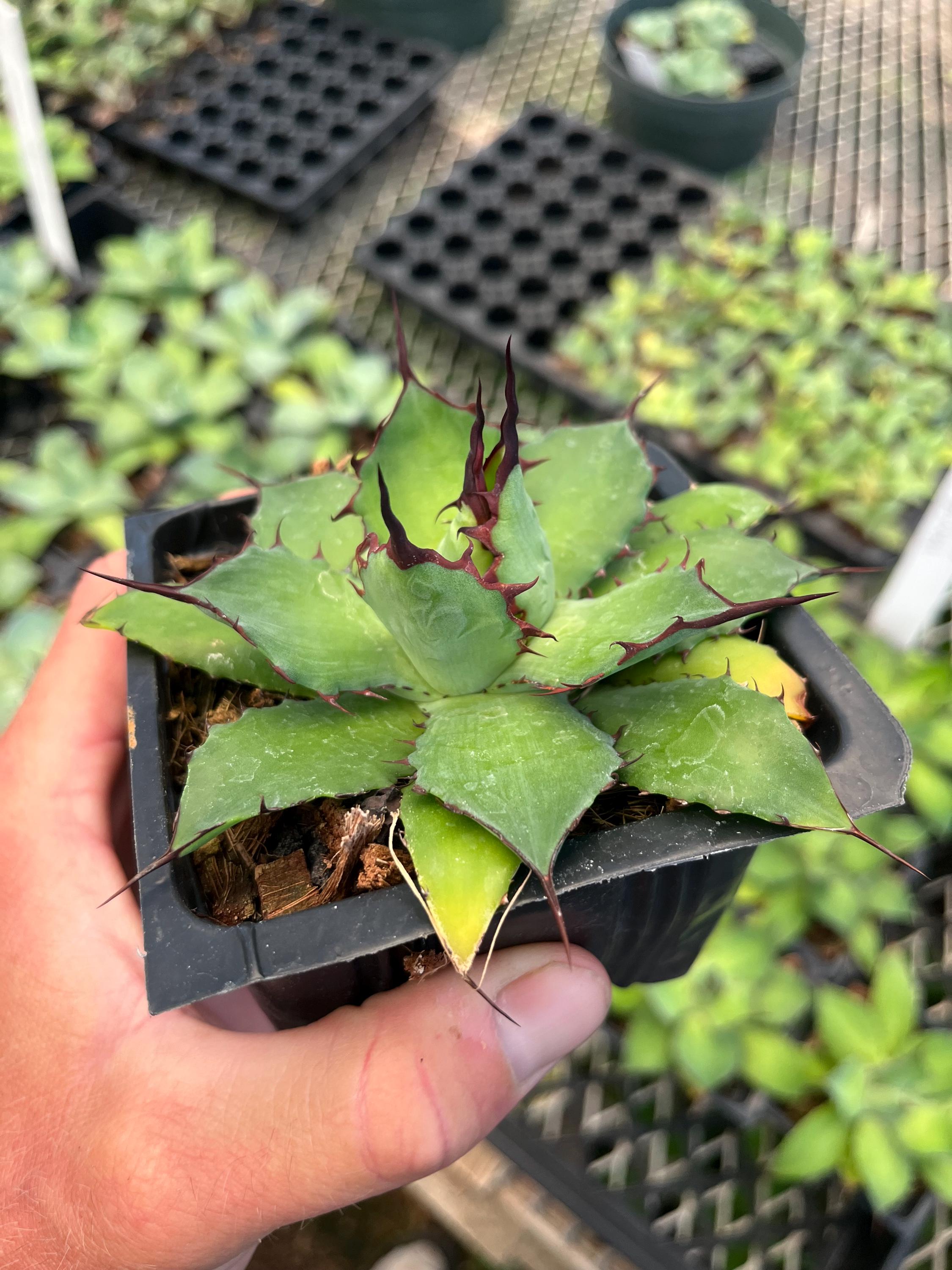 Agave 'black Fang' – Rare Agave Horrida × Spawn Hybrid, Hardy