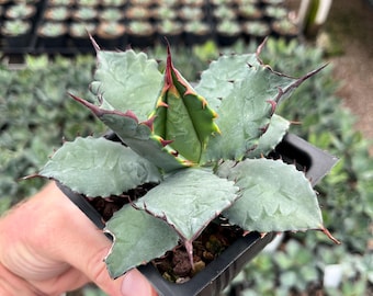 Agave Titanota 'caesar' - アガベ チタノタ “シーザー” - 凱撒嚴龍