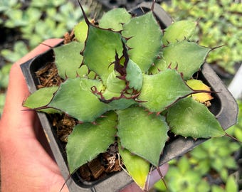 Agave 'black Fang' – Rare Agave Horrida × Spawn Hybrid, Hardy