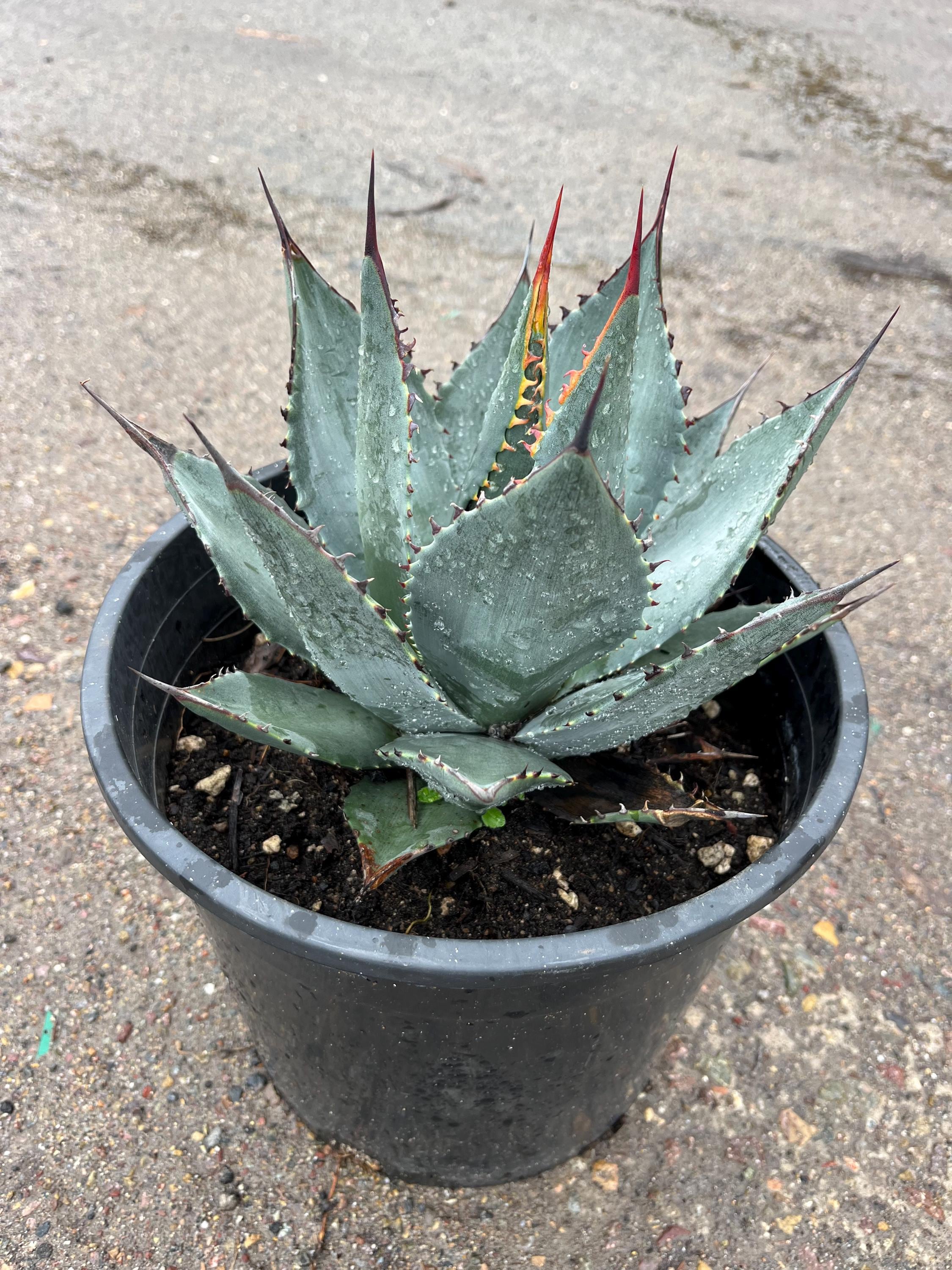 Zone 6 Succulents - Etsy