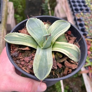 Agave Parryi Truncata &quot;Limestreak&quot;