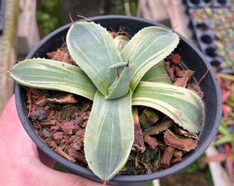 Agave Parryi Truncata "Limestreak"