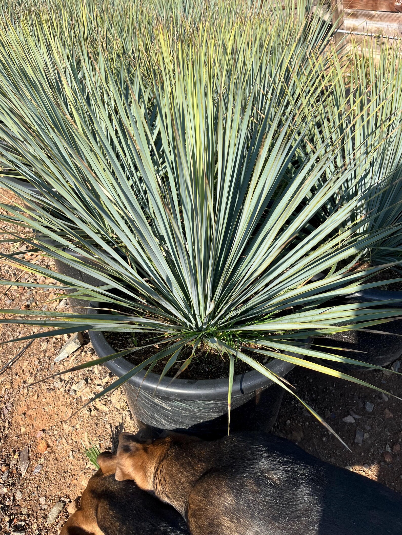 Yucca Rostrata – Cold Hardy Beaked Blue Yucca - Etsy