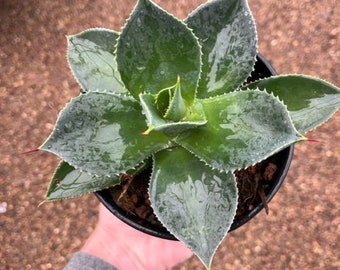 Agave Cornelius - アガベ・コーネリアス- 美國波浪黃覆輪- 龍舌蘭専門