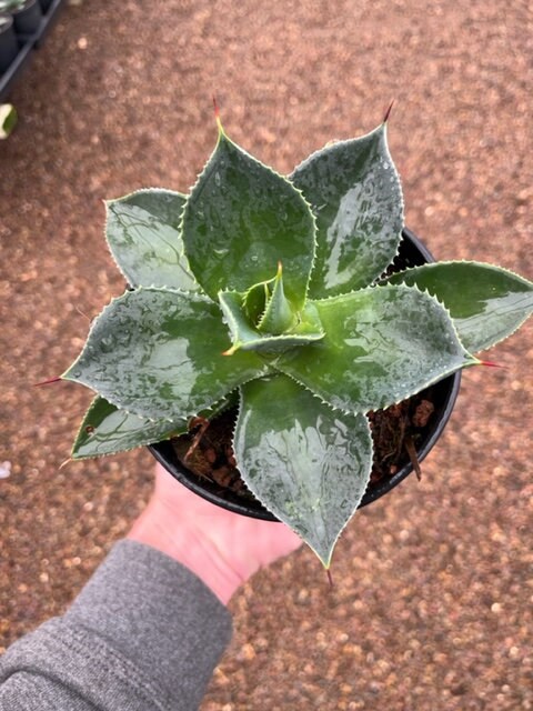 16+ Agave Desert Diamond Plant