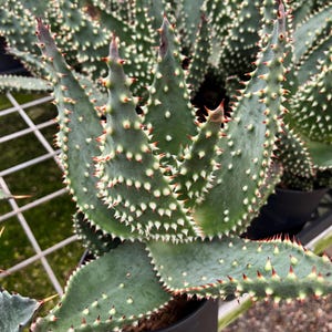 Aloe Aculeata- 'Super Spiny'- South African Aloe
