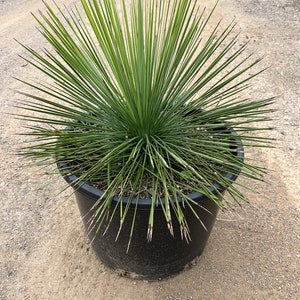 Yucca linearifolia