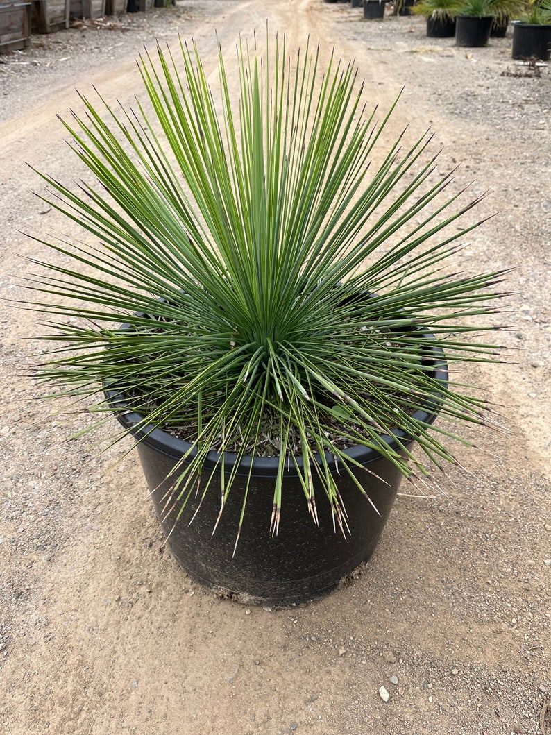 Yucca plant