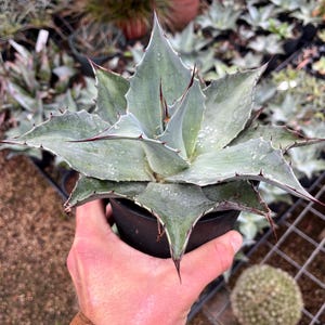 Agave ovatifolia &#39;Frosty Blue&#39; - Cold Hardy Agave