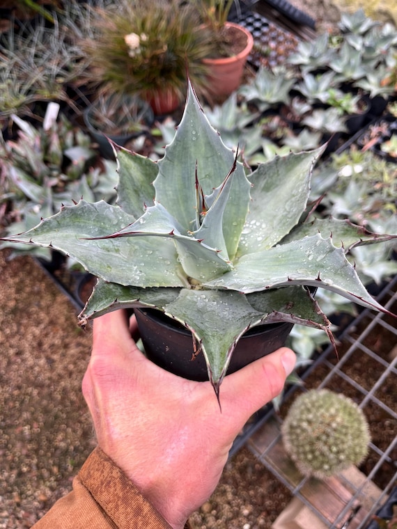 Agave Ovatifolia 'frosty Blue' - Cold Hardy Agave - Etsy