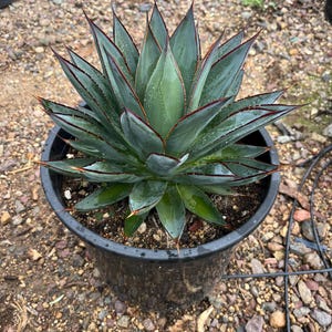 May include: A blue agave plant with sharp, pointed leaves growing in a black plastic pot. The plant has a rosette shape and is surrounded by small rocks.