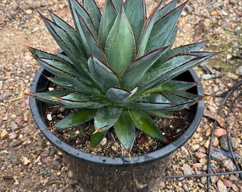 Agave &#39;Blue Glow&#39; - eine auffallende, pflegeleichte Sukkulente