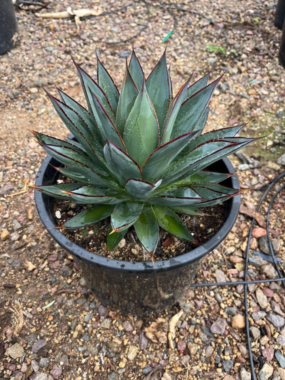Agave 'Blue Glow' – A Striking, Low-Maintenance Succulent