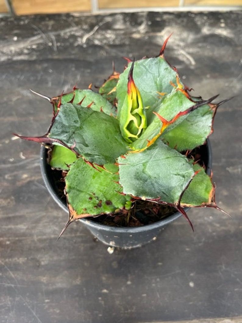 Agave hybrid titanota x Spawn X isthmensis image 4