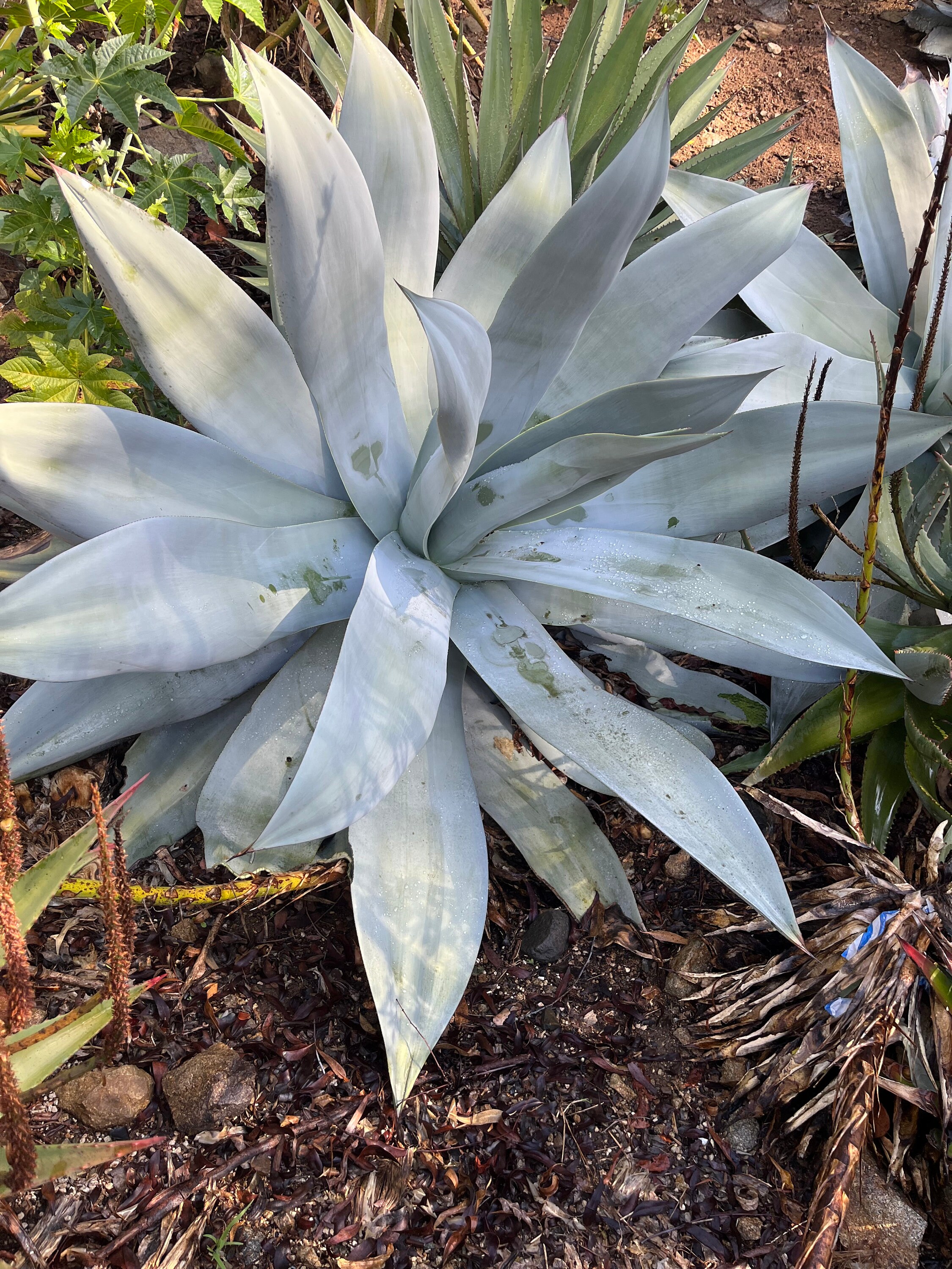 NS* jeremy hybrid agave titanota blue glow Agave Titanota imps