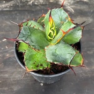 Agave hybrid titanota x Spawn X isthmensis image 5