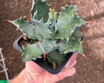 Agave &#39;Saberzahn&#39; - Neue und seltene Hybride