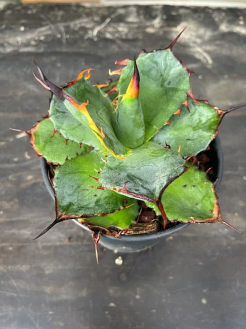 Agave hybrid titanota x Spawn X isthmensis image 1