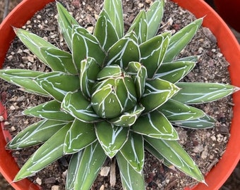 Agave Vic-reg