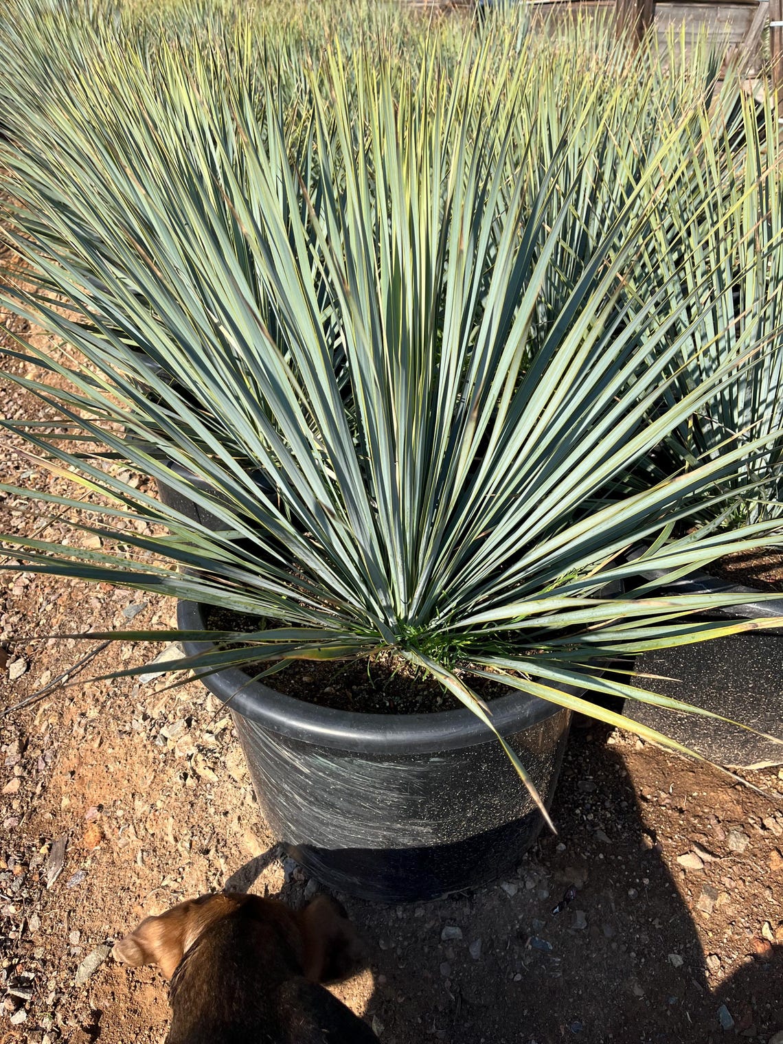 Yucca Rostrata – Cold Hardy Beaked Blue Yucca - Etsy