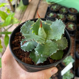 Agave &#39;Spawn&#39;