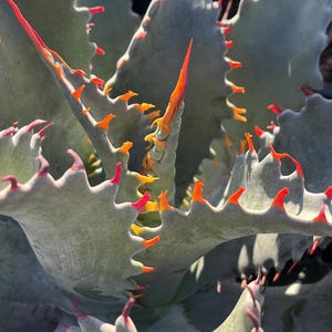 5*3様 アガベ　Agave isthmensis ✕ parrasana hy New Agave Hybrid Parrasana X Isthmesis -【新着】アガベ