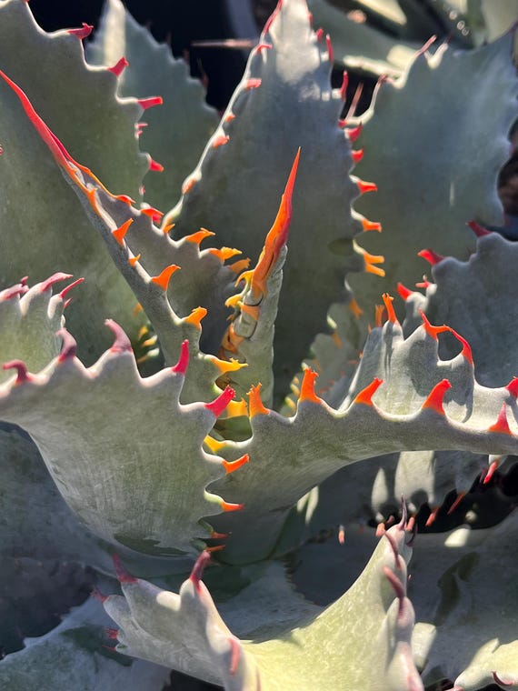 Agave Shawii X Potatorum Hybrid - Etsy Canada