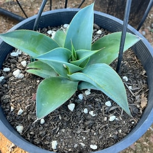 May include: A blue agave plant in a black pot with brown soil and white rocks. The plant has long, pointed leaves.