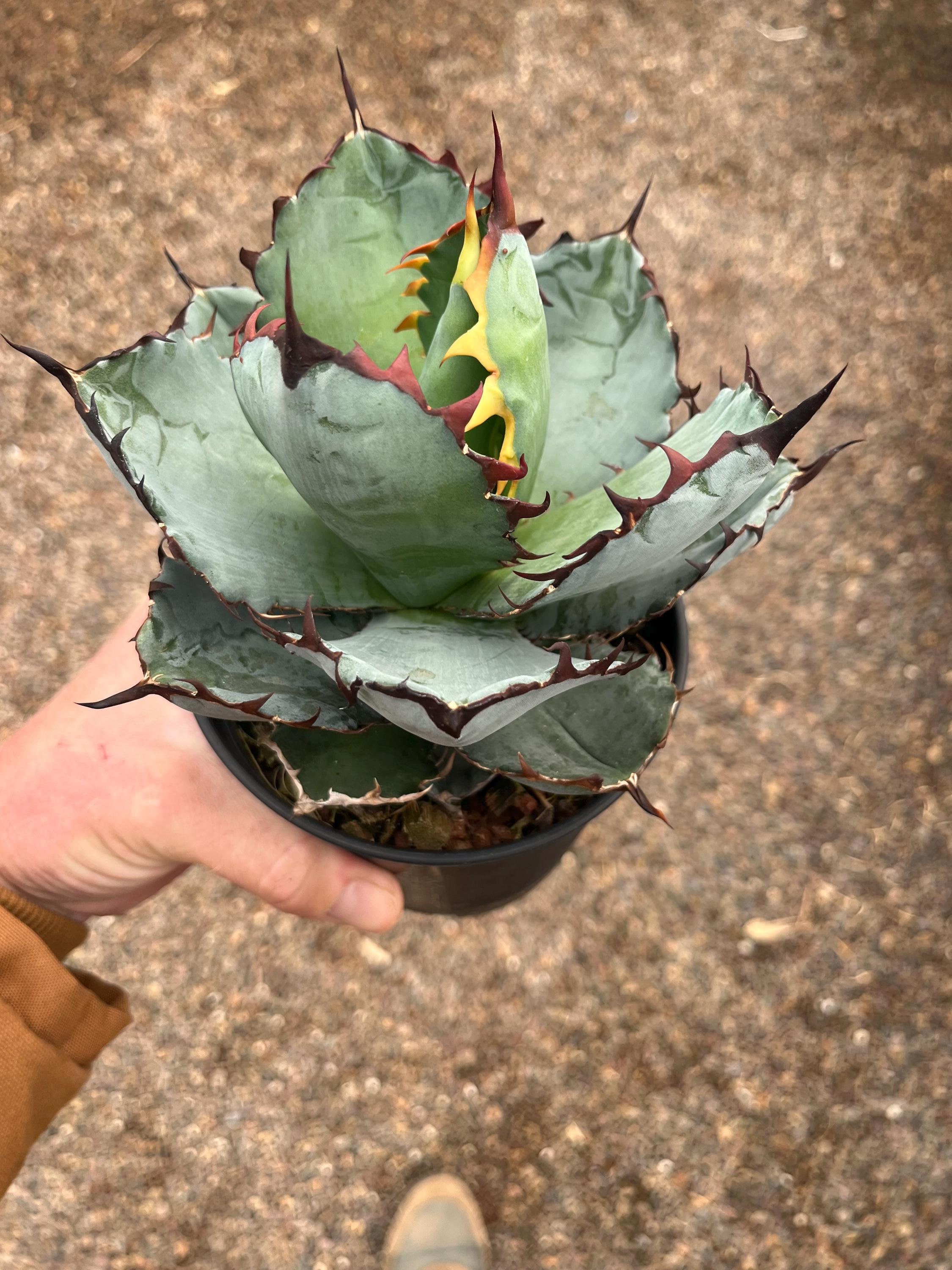 アガベ・チタノタ 縞斑（Agave titanota f.variegata） – ゆるぷ