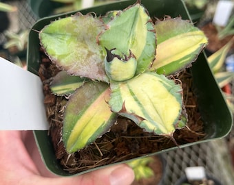 Variegated Titanota Black and Blue - チタノタ ブルーボール - 籃球