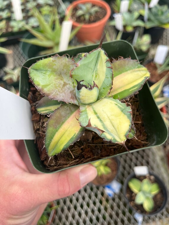 Agave Titanota 'black and Blue' Variegata - Etsy Canada