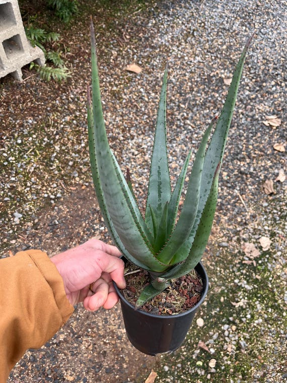 Aloe wickensii