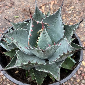 5*3様 アガベ　Agave isthmensis ✕ parrasana hy New Agave Hybrid Parrasana X Isthmesis -【新着】アガベ