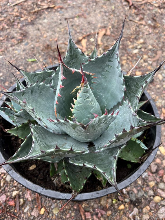 驚きの破格値，2025 アガベ パラサナ×マルガリータ ハイブリッドhybrid