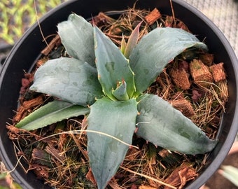 Agave 'Sho-Time' Hybrid (ovatifolia x vic reg)