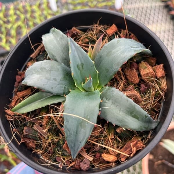 Agave 'Sho-Time' Hybrid (ovatifolia x vic reg)