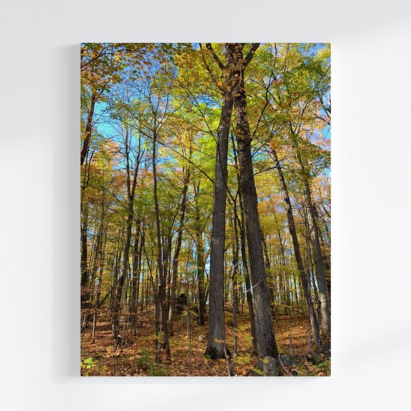 Forest Leaves, Beautiful Blue Sky Behind Trees, Autumn Wonder, Canvas Wall Art, Nature Photo Print, Nature Wall Decor, Vibrant Forest,