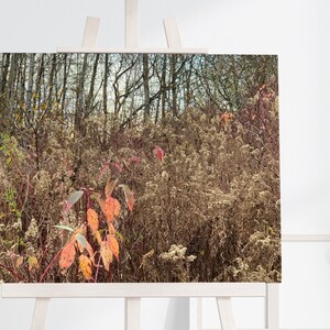 Puede incluir: Un primer plano de una escena de bosque con una sola rama de hojas rojas y naranjas en primer plano. El fondo es un desenfoque de follaje marrón y verde.
