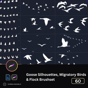Op de afbeelding: Een digitale kunstset met 60 ganzen silhouetten en flock brushsets. De witte vogel illustraties zijn geplaatst tegen een donkerblauwe achtergrond. De tekst luidt "Goose Silhouettes, Migratory Birds & Flock Brushset".