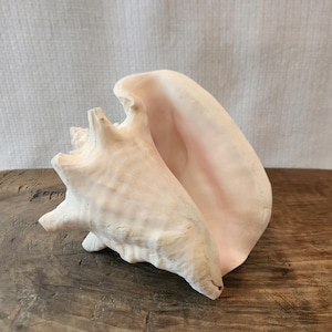 May include: A large conch shell with a textured, off-white exterior and a smooth, pale pink interior. The shell features a spiral shape with prominent ridges and a wide, open aperture, showcasing the natural color gradient from white to soft pink.