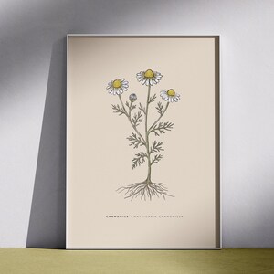 Chamomile Printable Wall Art · Vintage Botanical Wildflower Print · Cottagecore Floral Decor · Digital Download