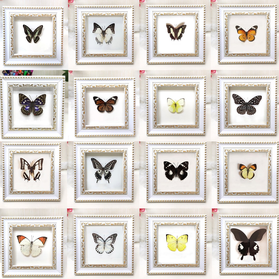 21 Species of Butterflies in the 1818 Cm Frame, Birthday Gift, Desktop Ornaments Decor, Ethical