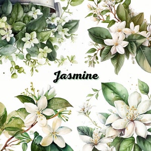 Clipart aquarela de jasmim, 10 PNGs de alta qualidade 300 DPI, uso comercial, fundo branco, clipart aquarela floral, clipart de flor de jasmim