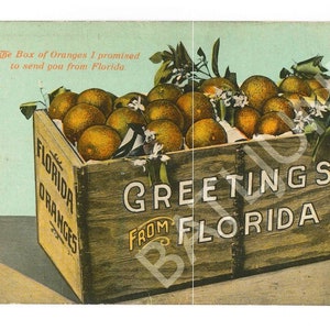 Grüße aus Florida um 1900 1910 Postkarte Orangen Orangen Holzkiste Bild JPG Datei Digital Download Vintage mit Postkarte Rückseite