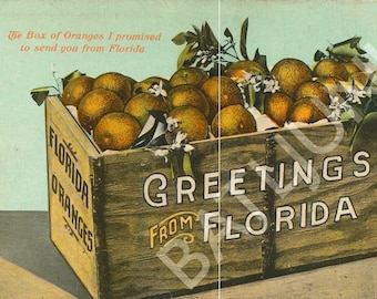 Greetings from Florida circa 1900 1910 postcard oranges orange wood crate image JPG file Digital Download vintage with postcard back