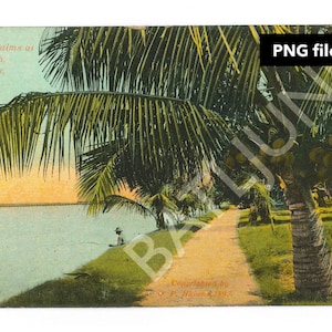 Vtg Florida postal Lake Worth alrededor de 1897 antiguo Palm Beach, imagen de pescador archivo PNG Descarga digital vintage incluye postal posterior