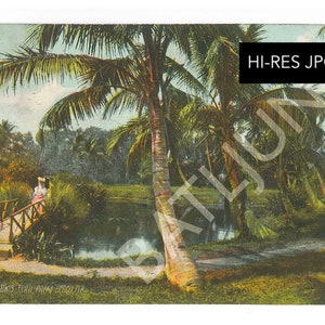 Postal de mujer victoriana de Palm Beach, Florida antigua, circa 1900 Imagen de coco de Clarks Trail Archivo JPG Descarga digital vintage con reverso de postal