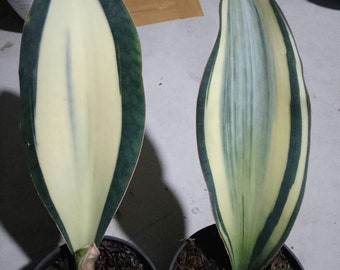 Sansevieria Masoniana Mediopicta