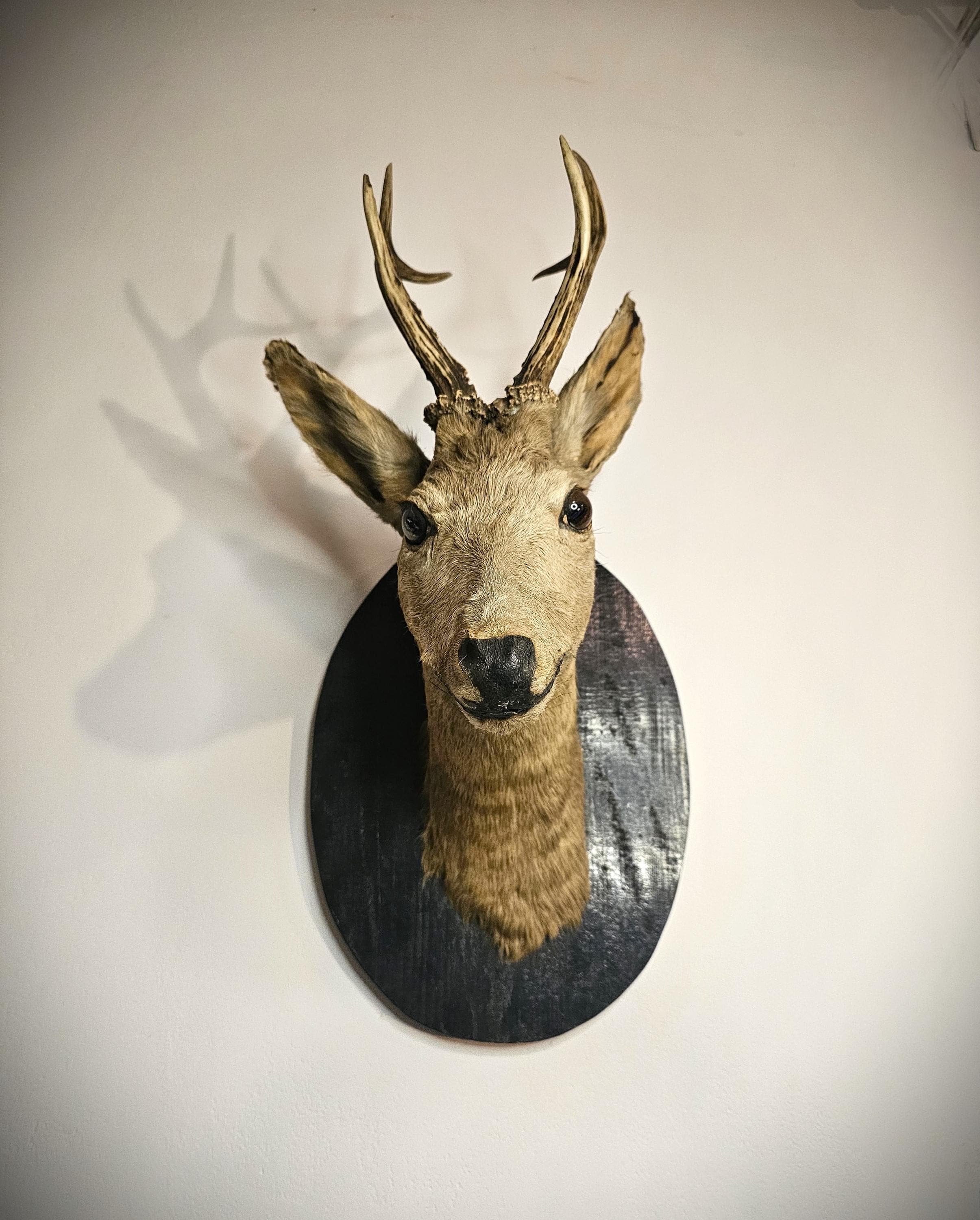 P*u様 蝦夷鹿hunting trophy （deer skull） Unique Trophy 3 Horn 10 Point Whitetail Deer Skull Antler
